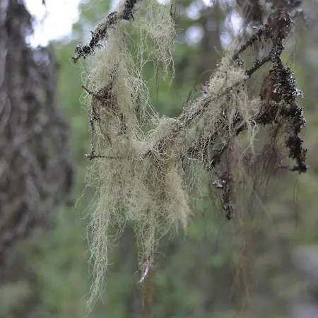 Διαμέρισμα Suomukka