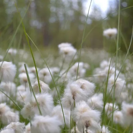 Διαμέρισμα Suomukka Suomutunturi