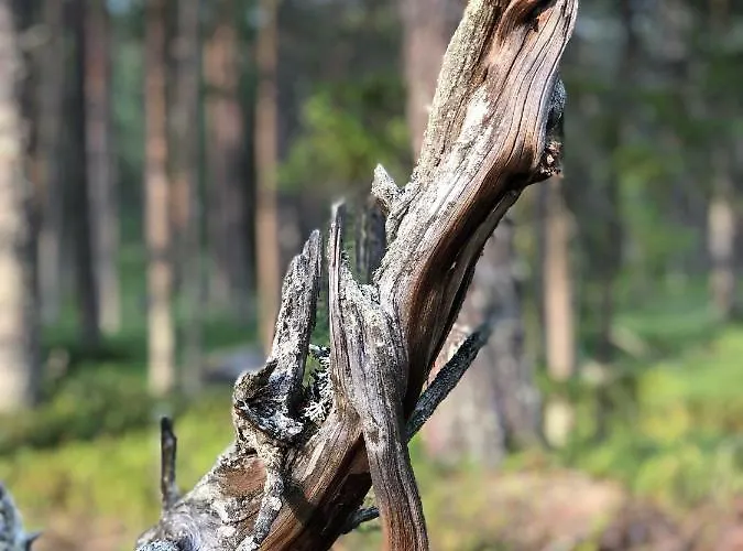 Suomukka דירה Suomutunturi